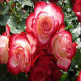 Gulab Phool