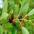 Mulberry