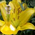 Lily Oil